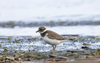 Charadrius hiaticula
A ringed plover walks along the beach.