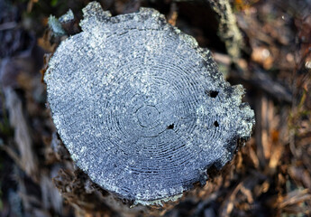 Close-up of an old tree stump in the forest, top view, natural background