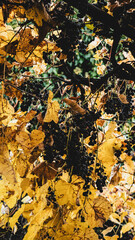 autumn leaves background