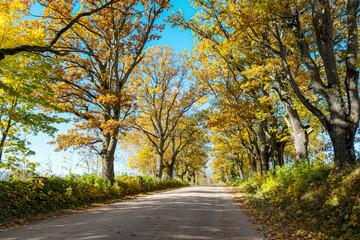 colorful autumn landscape with a road and an old tree alley, autumn nature, sunlit trees on an autumn day