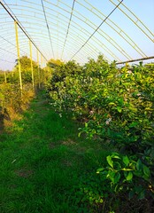 Citrus plantation in Azerbaijan lankaran