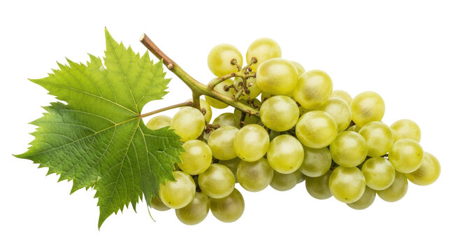 Isolated bunch of green grapes ready for snacking or winemaking, a healthy fresh treat