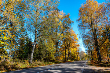 Fototapeta premium colorful autumn landscape with a road and an old tree alley, autumn nature, sunlit trees on an autumn day