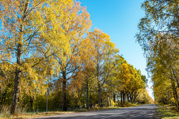 Fototapeta premium colorful autumn landscape with a road and an old tree alley, autumn nature, sunlit trees on an autumn day