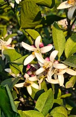 Citrus plantation in Azerbaijan lankaran