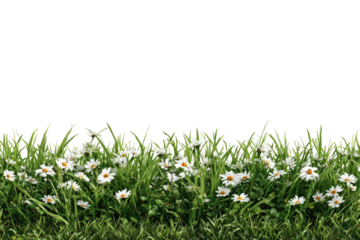 White daisies in a grassy border
