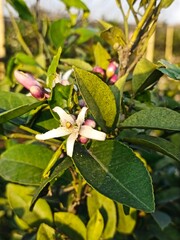 Citrus plantation in Azerbaijan lankaran