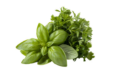 fresh basil and parsley bunch for cooking . Isolated on transparent background, png