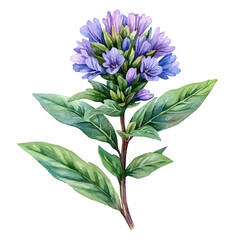 Scaevola Flower, watercolor drawing vector, isolated on a white background.