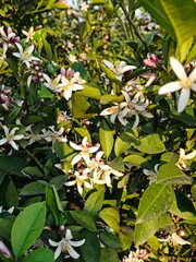 Citrus plantation in Azerbaijan lankaran . High quality photo