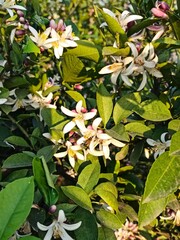 Citrus plantation in Azerbaijan lankaran . High quality photo