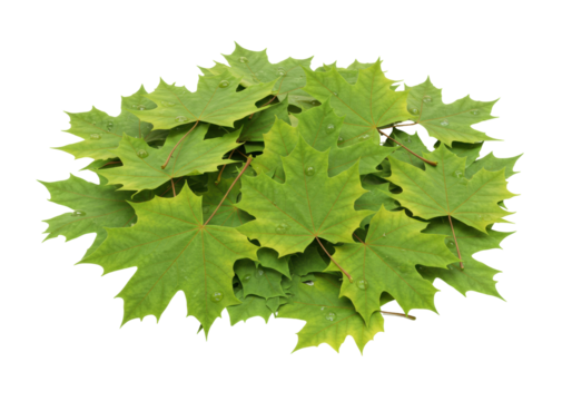 Pile of green maple leaves PNG with water drops isolated on transparent background fresh foliage nature design element