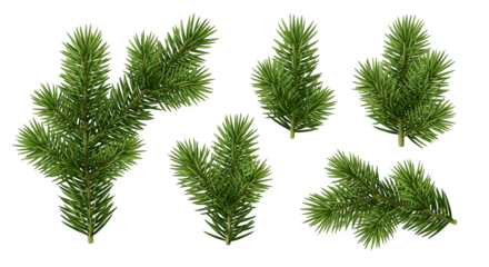 Collection of realistic green pine branches isolated on transparent background
