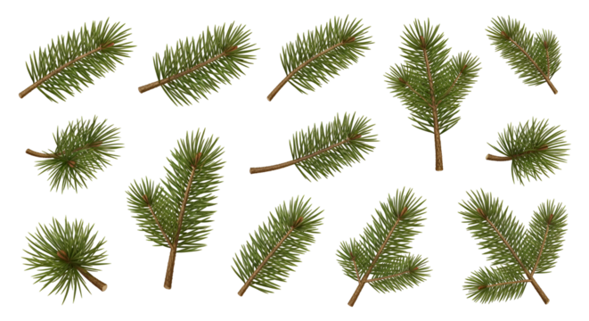 Evergreen Fir Branches Isolated Illustration Christmas Decor Elements Natural Pine Tree Twigs Festive Spruce Foliage Winter Holiday Season Evergreen Branches Greenery Decoration Seasonal Botany