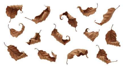 Dramatic Autumn Leaves Floating Unique Leaf Patterns Detailed Textures Natural Aesthetics Seasonal Composition Artsy Visualization Organic Shapes Isolated Elements Distinctive