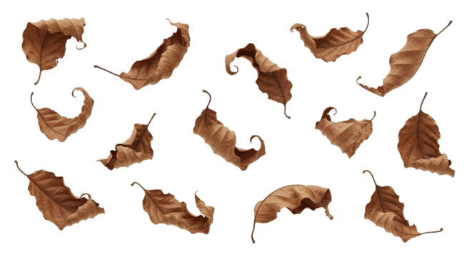 Dramatic Autumn Leaves Floating Unique Leaf Patterns Detailed Textures Natural Aesthetics Seasonal Composition Artsy Visualization Organic Shapes Isolated Elements Distinctive