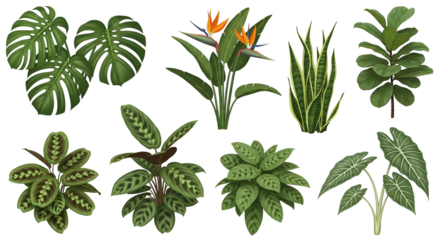 Exotic Houseplant Assortment Tropical Greenery Collection Diverse Indoor Plants Bird of Paradise Calathea Rattlesnake Monstera Leaves Fiddle Leaf Fig Realistic Botanic Illustrations