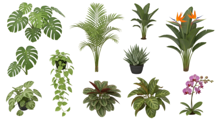Botanical Variety A Diverse Collection of Tropical Foliage and Exotic Blooms Featuring Monstera Deliciosa Palm Leaves Bird of Paradise Calathea Ornata Orchids and Climbing Vines In A 3D Rendering
