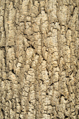 The texture of brown tree and bark 