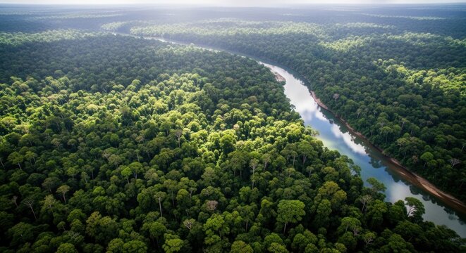 Aerial view of the Amazon rainforest with a river flowing through the lush green canopy,