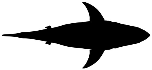 Great white shark silhouette in black and white against a clean white background. This powerful predator appears menacing and isolated. Top view