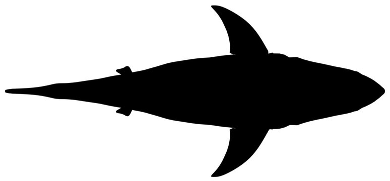Great white shark silhouette in black and white against a clean white background. This powerful predator appears menacing and isolated. Top view