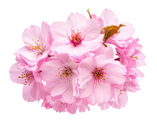 Delicate cluster of soft pink blossoms, center detail