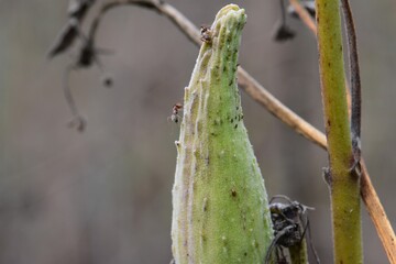 Naklejka premium Ants on the stem of a dry Milkweed plant in the forest 