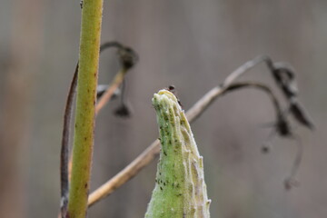 Ants on the stem of a dry Milkweed plant in the forest 