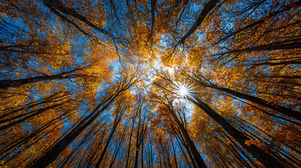 Tall trees with golden autumn leaves against a bright blue sky forest