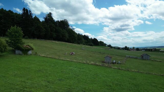 Germany, Bavaria, Allgau, Mindelheim, drone footage of cows grazing in a pasture