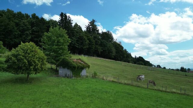 Germany, Bavaria, Allgau, Mindelheim, drone footage of cows grazing in a pasture