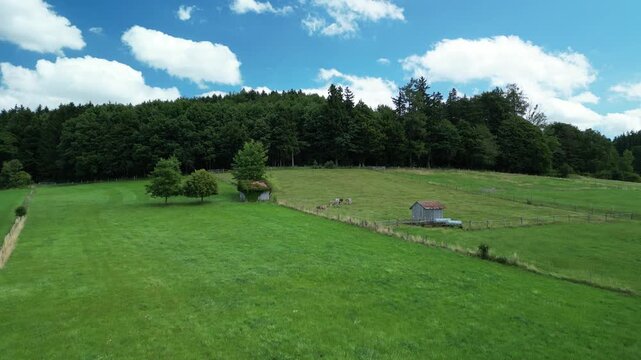 Germany, Bavaria, Allgau, Mindelheim, drone footage of cows grazing in a pasture