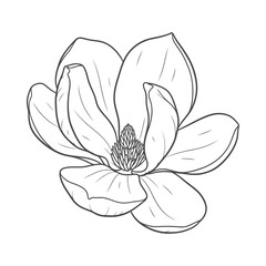 Obraz premium Botanical magnolia flower line art drawing for design element