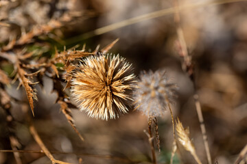 Dry thorn plant close-up in natural light. Sharp spiky texture of a dried thistle on a blurred background. Concept of drought, resilience, and wild nature.