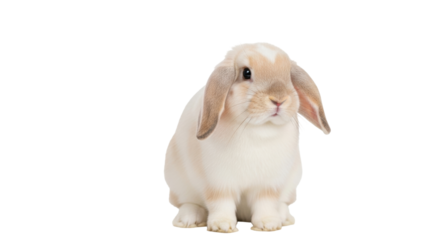 Isolated bunny rabbit with floppy ears looking forward in portrait orientation, cute animal
