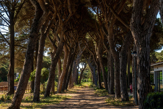 Tunnel of pine trees in Quinta da Marinha, Cascais, Portugal