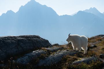 Mountain goat standing on rocky terrain with misty mountains in background.
