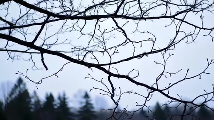 Bare tree branches silhouetted against a pale sky - Powered by Adobe