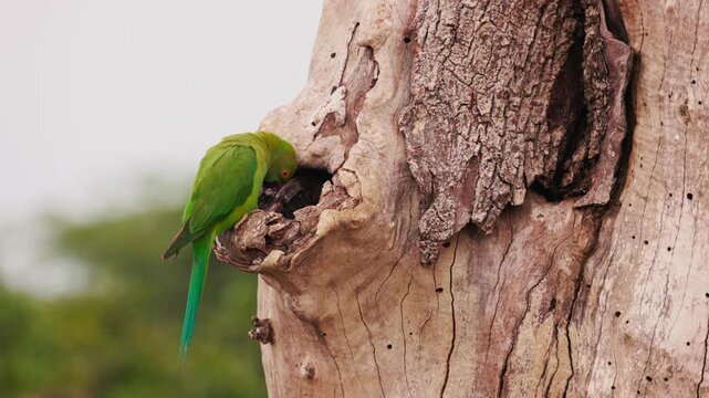 Slow motion video of green parakeet sitting near its nest hole on a tree in Sri Lanka. Tropical bird behavior in natural habitat, perfect for wildlife documentaries and nature films. Safari in Asia.