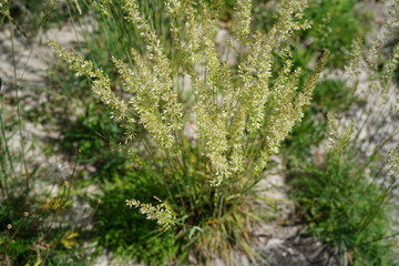 Blue green moor grass (Koeleria glauca) growing in a dry sandy habitat.