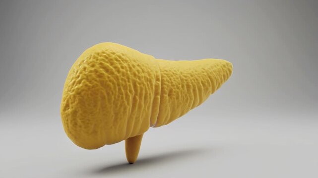 3D Model of Human Pancreas Organ, Yellow Gland Animation