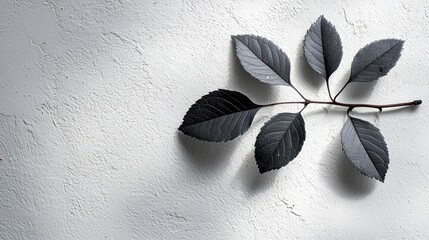 Dark leaves branch on white textured background.