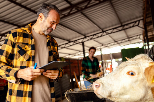 Male farmer managing a cattle barn with a female worker, making notes on clipboard.