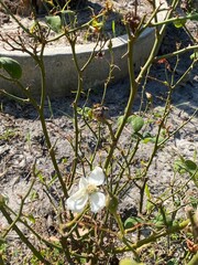 Delicate white rose blooms in a neglected garden, symbolizing resilience and hope.