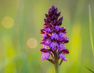 Close-up of a blooming early purple orchid in a natural setting.