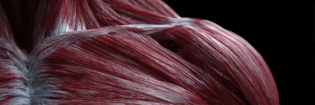 Close up of detailed muscle fibers showcasing texture and structure