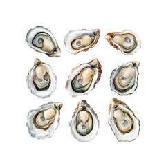 Oysters on Transparent Background