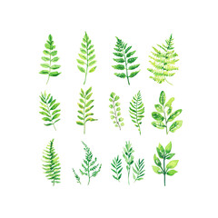 Watercolor Fern Leaves Green on Transparent Background