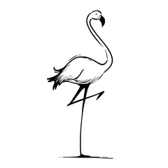 Fototapeta premium Flamingo drawing sketch vector illustration tropical bird art print flamingo design flamingo outline flamingo image